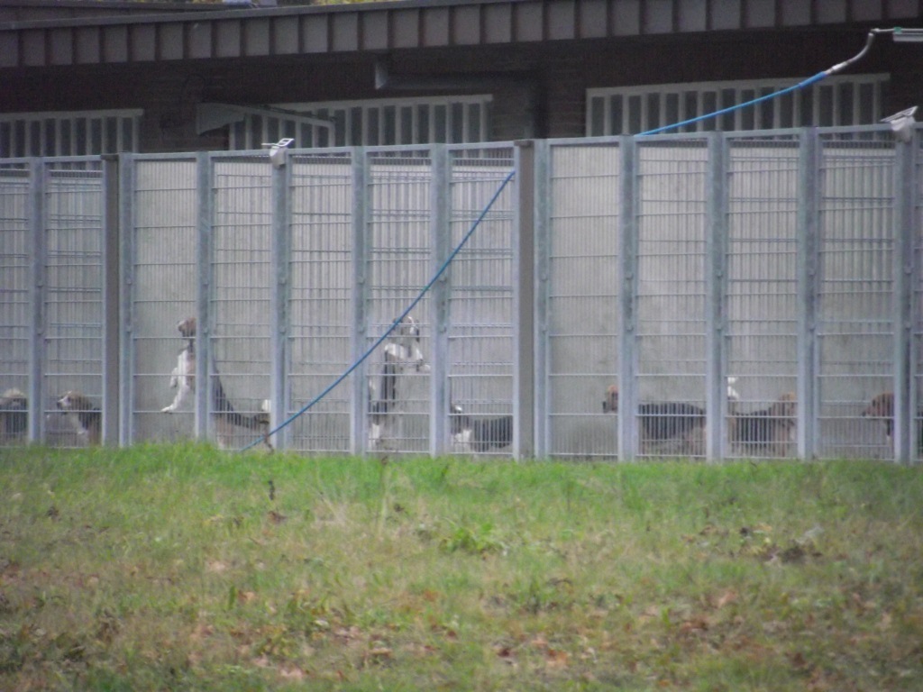Hinter Nato-Draht und hohen Mauern: Beagle-Hunde in den Zwingern in Mienenbüttel