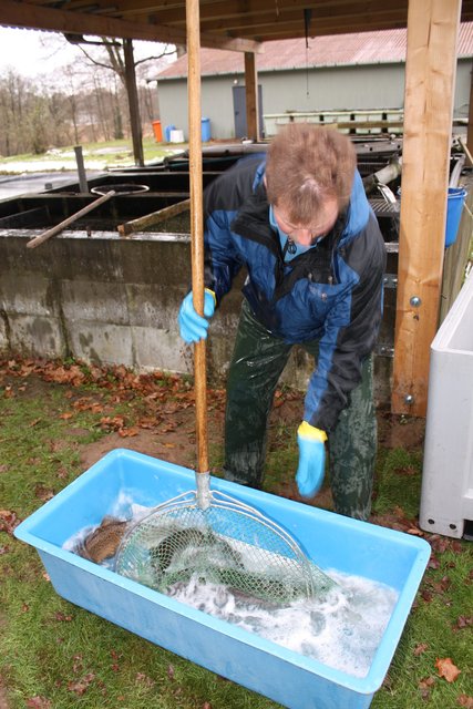 Fischzucht-Experte Detlef Hagedorn setzt die Meerforellen in einen Behälter mit Betäubungsmitteln.