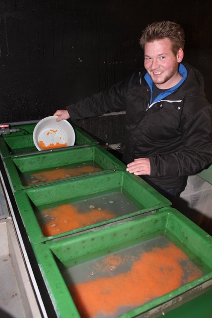 Hier reift die Fischbrut heran: Jonathan Hagedorn füllt die frisch befruchteten Eier in die Aufzuchtbecken.