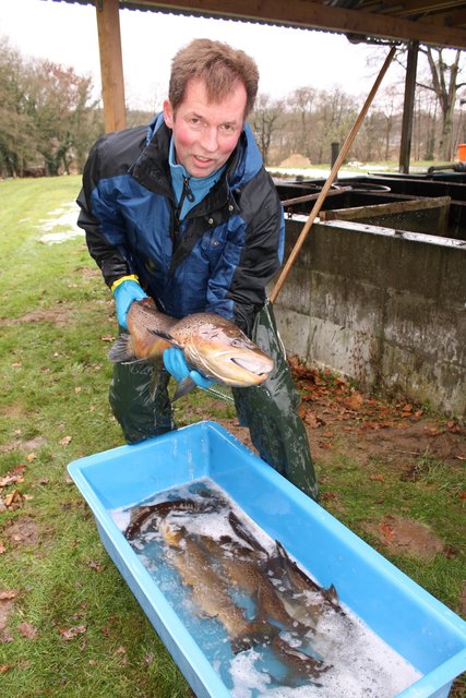 Nach kurzer Zeit haben sich die Fische beruhigt. Nun werden sie aus dem "Betäubungsbad" geholt.