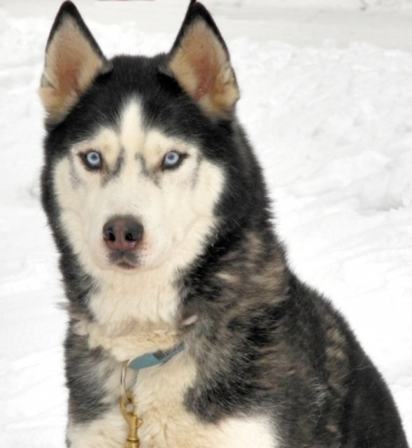 So ein Husky tötete das Reh | Foto: Jurac/pixelio