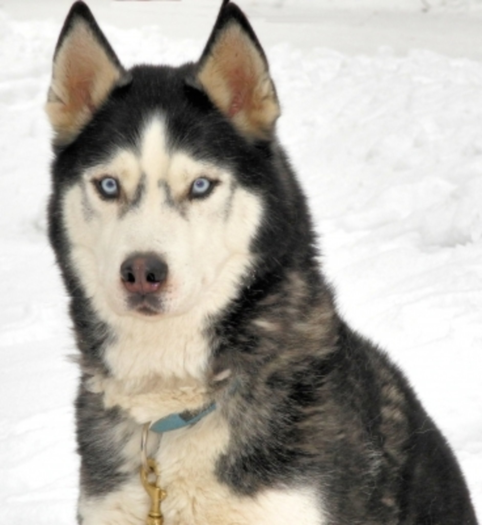 Как воспитать хаски. Симбирские собаки. Лайка и хаски различия. Baby husky. Тренировка собак.