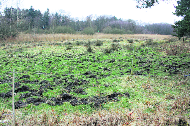 Komplett umgepflügt: Im Steinbachtal haben die Wildschweine ganze Arbeit geleistet