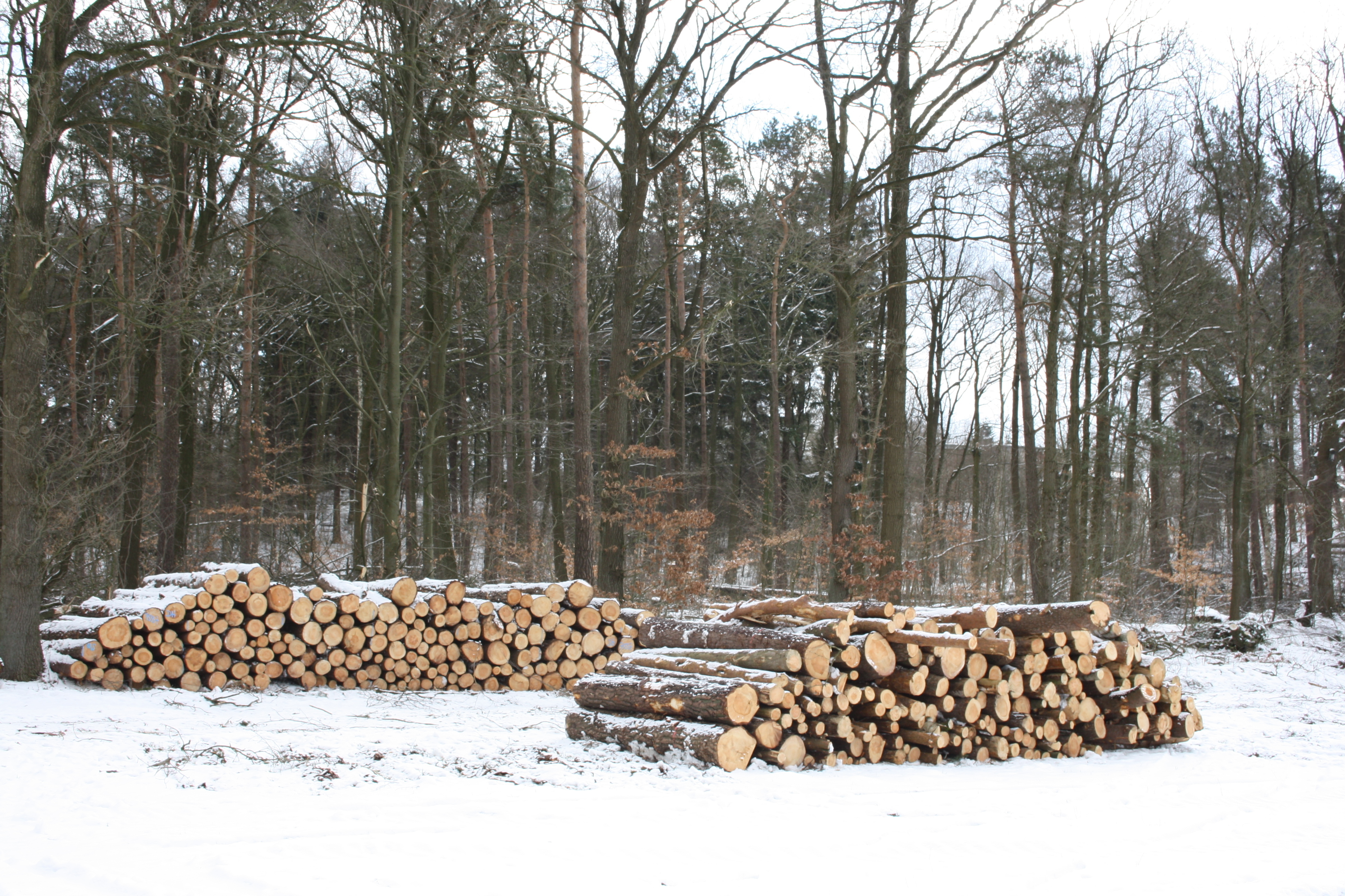 Auf dem Feld stapeln sich die Stämme aus dem Wald bei Tötensen