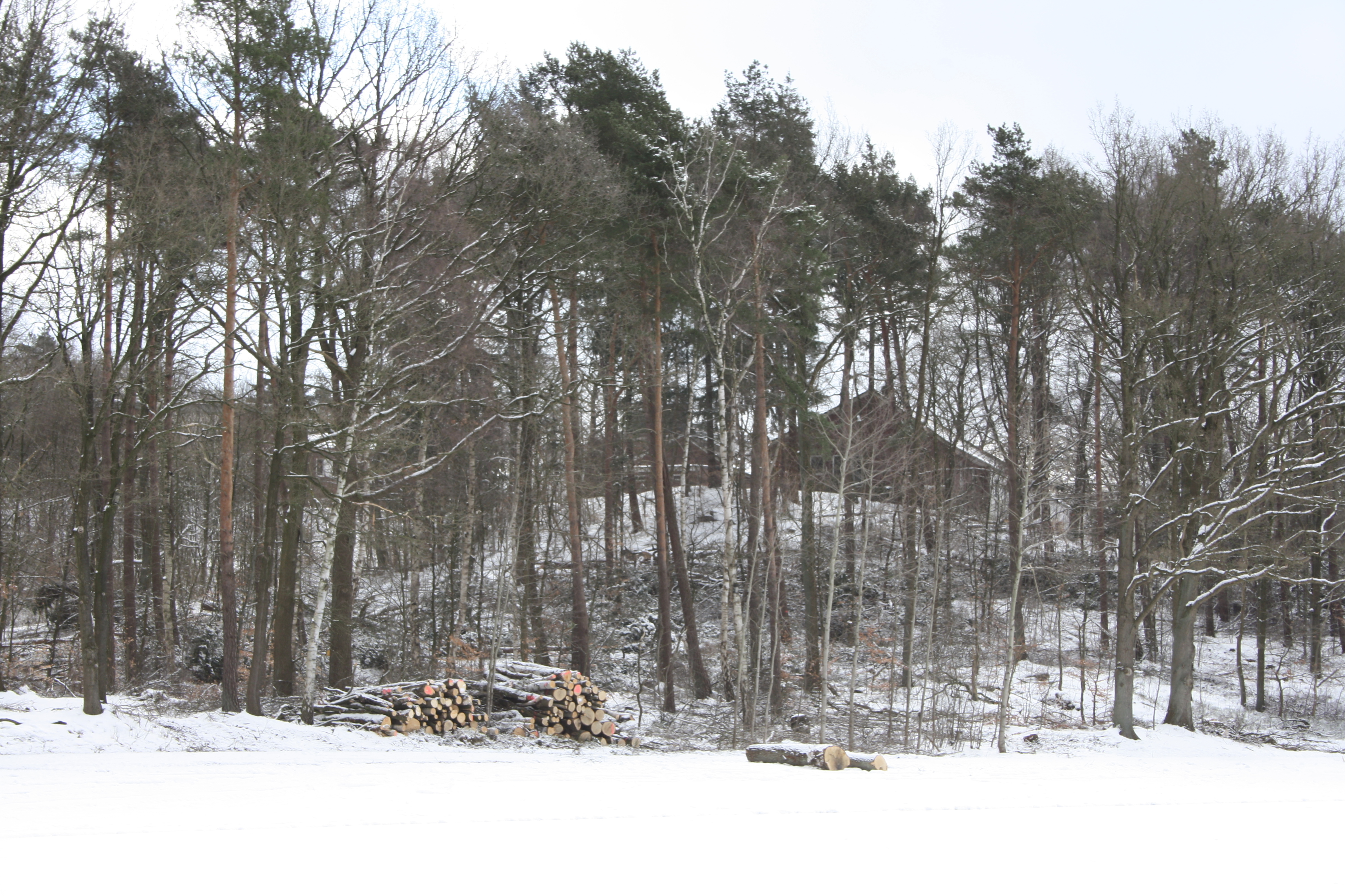 Deutlich sind die Gebäude des Ginsterhofes durch den lichten Wald zu erkennen