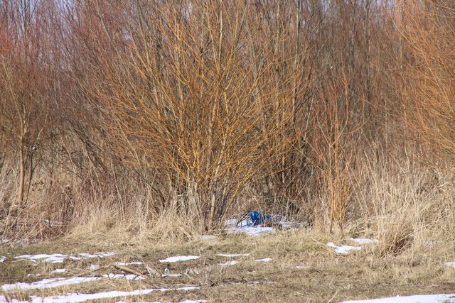 Bei der Leiche, die unter diesen Büschen auf einer Brachfläche in Stade gefunden wurde, handelt es sich vermutlich um einen Obdachlosen
