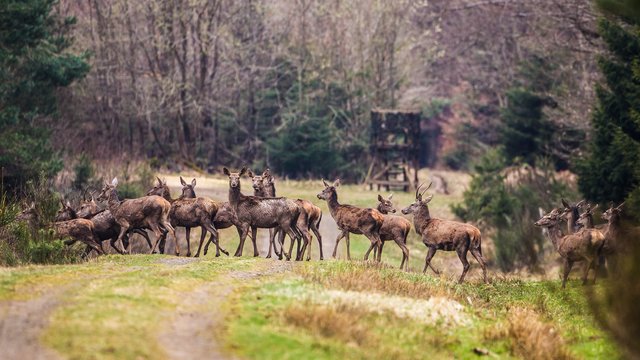 Mit dem Frühling steigt das Risiko für Wildunfälle: Die Tiere brauchen neue Energie und sind verstärkt auf Futtersuche. Dabei überqueren sie auch häufiger Straßen als sonst