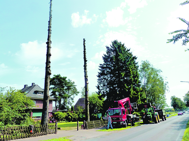 Wie hier in der Lüneburger Straße wurden in Buchholz überall Nadelbäume gefällt - aus Angst vor einer Verschärfung der Baumschutzsatzung