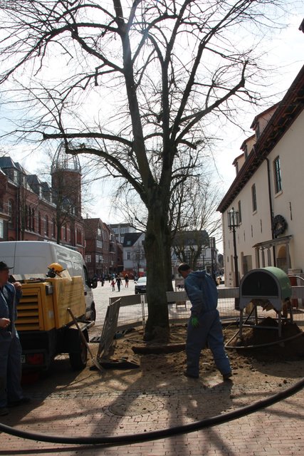 Der Platz "Pferdemarkt" am Zeughaus ist mit Pflaster stark versiegelt. Die Linden leiden deshalb unter Wasser-, Luft- und Nährstoffknappheit