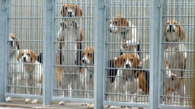 Das Hundegejaule ist von Weitem zu hören