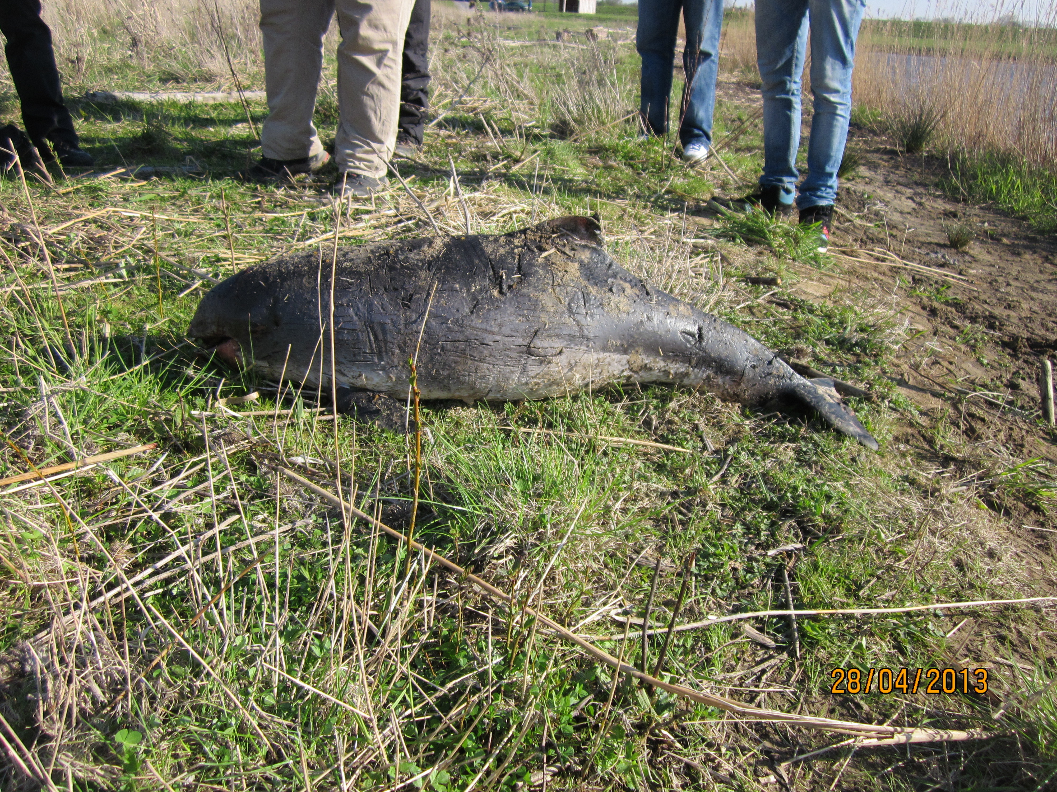 Der tote Schweinswal, der den Weg zurück in die Nordsee nicht mehr gefunden hatte