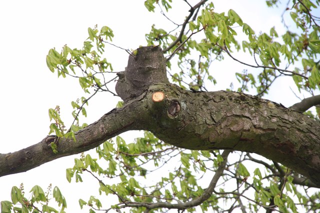 Sägespuren am Ast