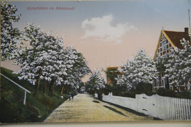 Diese alte Postkarte zeigt, wie es früher im Alten Land aussah: Am Deich stehen etliche Kirschbäume