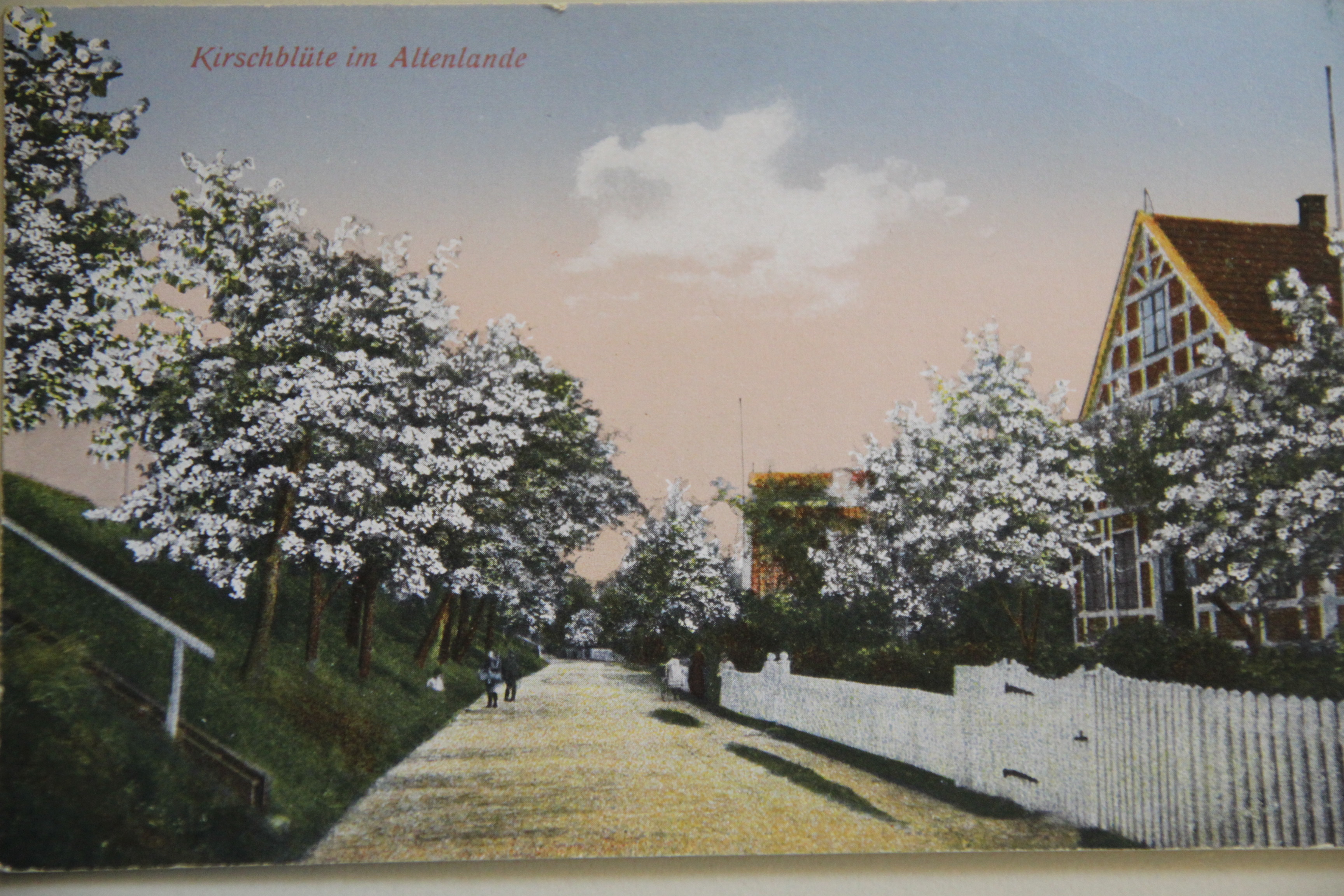 Diese alte Postkarte zeigt, wie es früher im Alten Land aussah: Am Deich stehen etliche Kirschbäume
