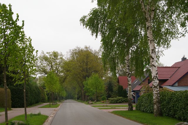 Der Mulsumer Weg in Wedel: Hier zieren diverse Bäume den Straßenrand. Neben Birken (vorne re.) sind es Stadt-Linden (dahinter und vorne li.) sowie Eichen (hinten).