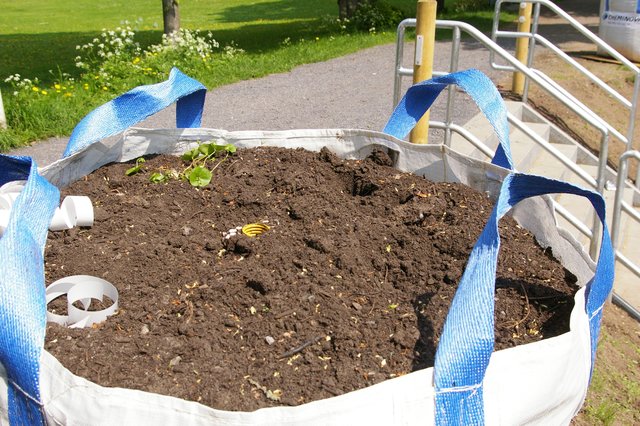 Zurückgelassen haben die Vandalen nur eine kümmerliche Pflanze