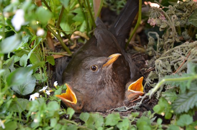 Die stolze eine Amsel hat in Pflanzschale die Kinderstube für ihren Nachwuchs eingerichtet