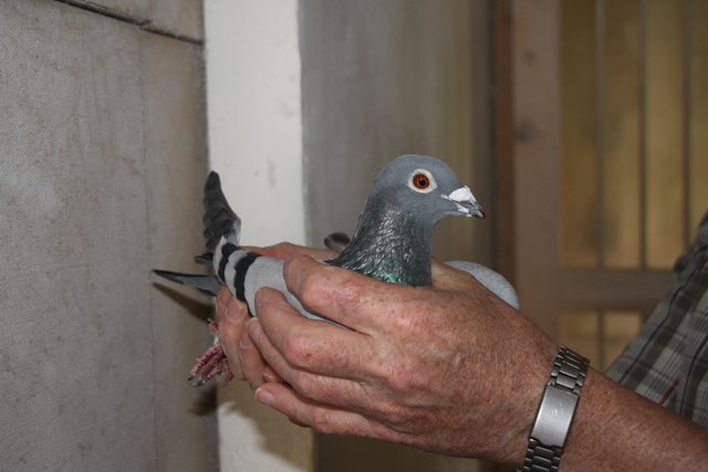 Dieses Taubenmännchen flog in sechs Stunden von Paris nach Bliedersdorf