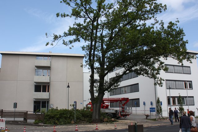 ...schon halb gekappt vom Baumdienst...