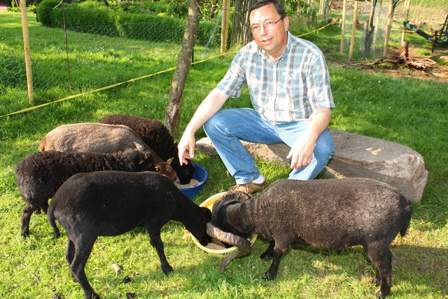 Der Hobby-Hirte mit seiner kleinen Herde
