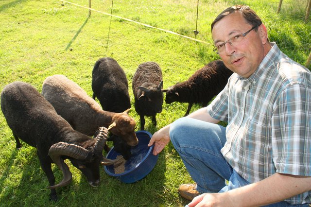 Dieter Tomforde füttert seine Mini-Herde. Die Zwergschafe sind putzmunter und neugierig, aber auch sehr eigensinnig