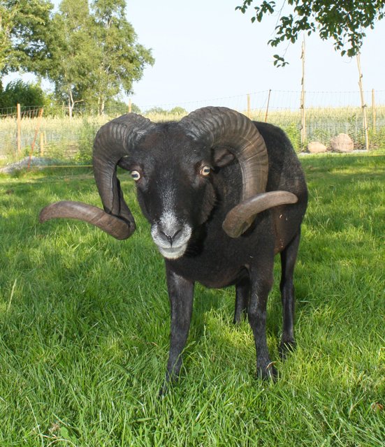Der Herr der Herde: Schafsbock "Amboss". Sich mit ihm anzulegen, kann schmerzhaft werden