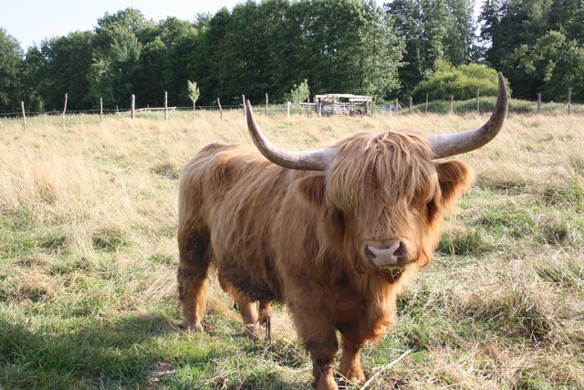Ein imposanter Zottel: Highland Bulle Schmusi