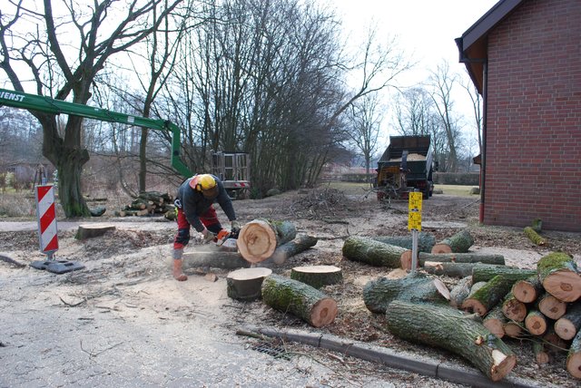 Baumfäll-Aktion Anfang April: Die Linden müssen weichen