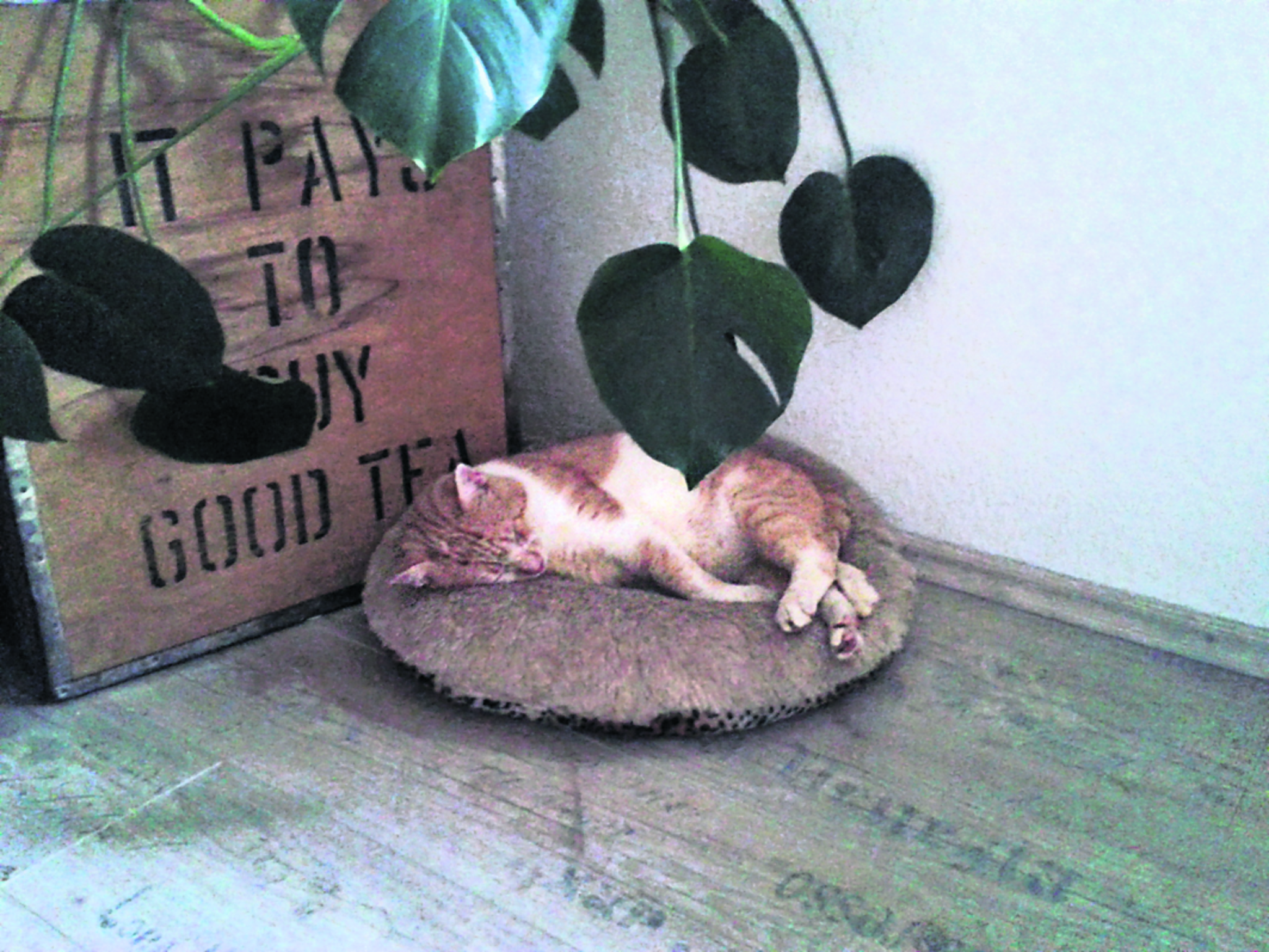 Katzen Aids Einschlaferung War Ein Unding Winsen