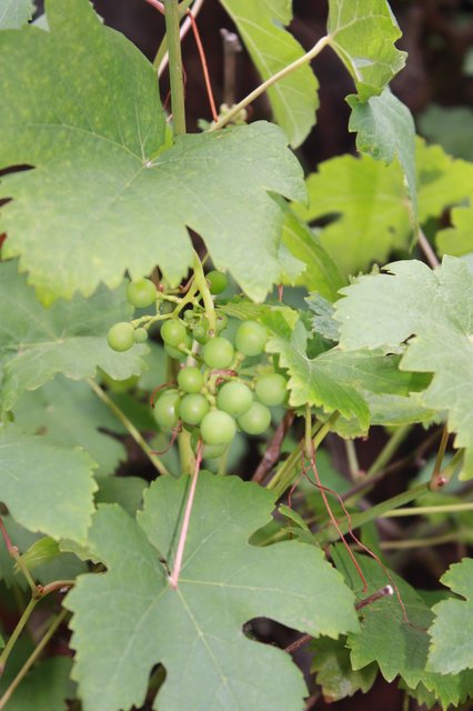 Der Wein an der Kapellenaußenwand wird entfernt