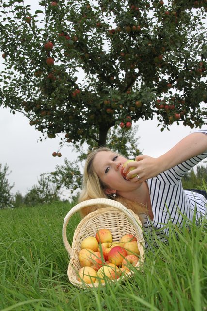 Anna Burwieck bei der Ernte auf dem "Appelhoff": "Zum Reinbeißen", findet die hübsche Kehdingerin