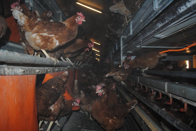 Die Tiere schlafen auf Sitzstangen im Stall - sogenannten Volieren