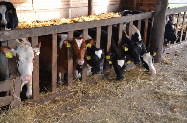 Die Tiere auf dem Hof kamen glücklicherweise nicht zu Schaden | Foto: Polizei
