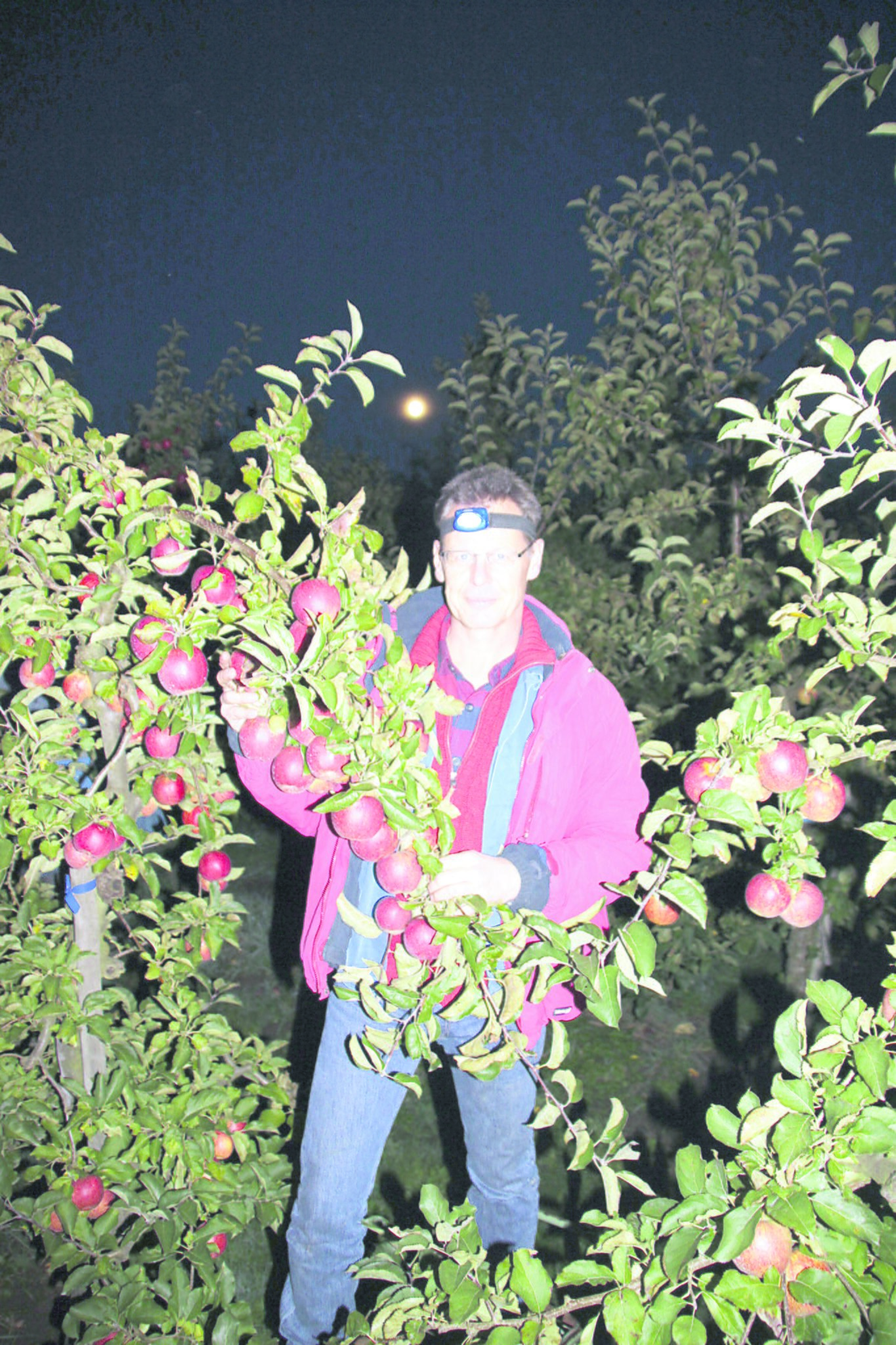 Bei Vollmond in die Plantage: Außergewöhnliche Apfelernte auf dem Bio