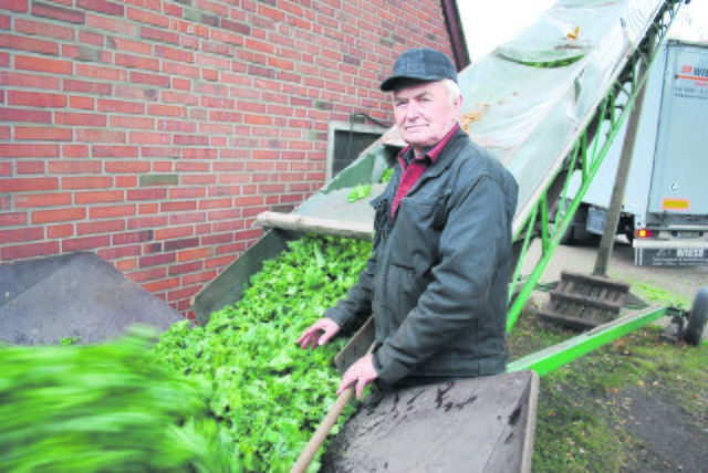 Am Förderband: Heinrich König kontrolliert den Grünkohl, bevor er auf den Lkw verladen wird