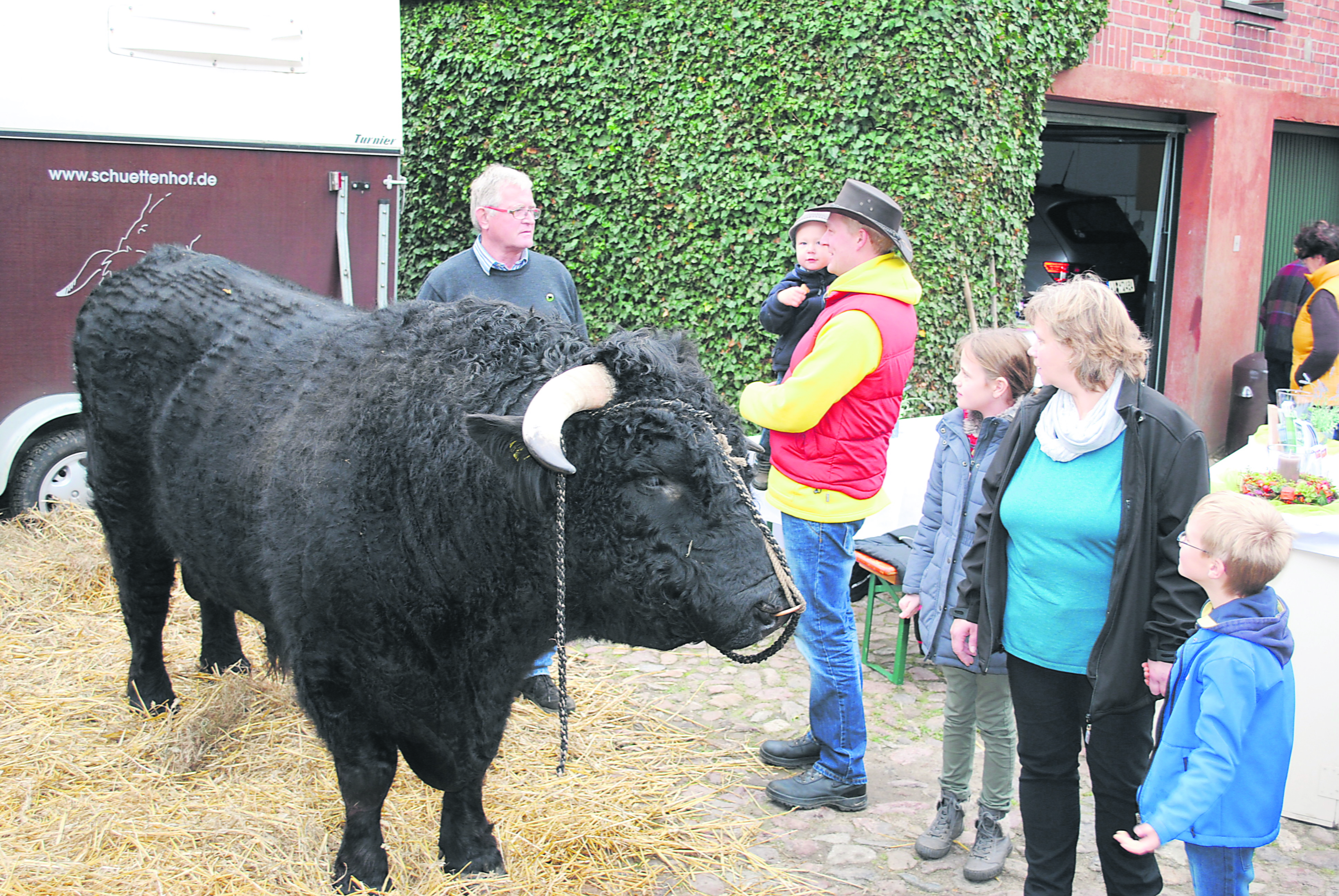 Ein tierischer Hingucker: Hermann Maack aus Lübberstedt präsentierte seinen mehrfach ausgezeichneten Welsh-Black-Bullen "Sammy"
