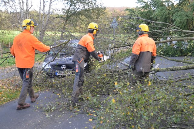 Bäume kippten auf fahrende und parkende Pkw | Foto: Polizei