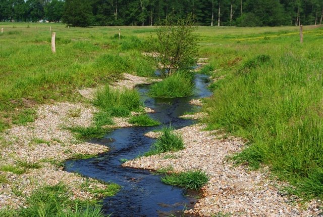 Natürliche Aue- und Niedermoorlandschaft: Das neue Bett des Nebenbachs