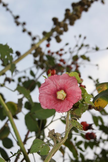 Rosafarbene Blüte in der Stader Altstadt