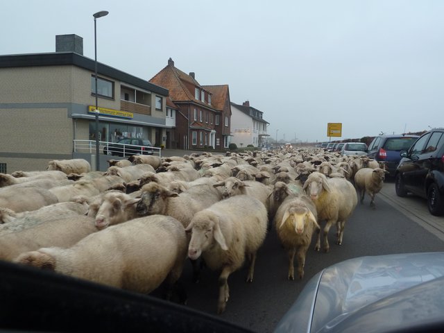 Schafe - soweit das Auge reicht. Die Autos hatten am Elbdeich Pause.
