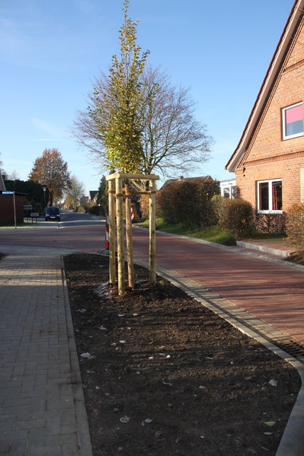 Zwei neue Bäume wurden gepflanzt