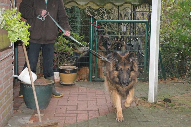Züchterin Susanne G. mit dem Deckrüden Falco und zwei Hündinnen. Die Tiere wirken vital