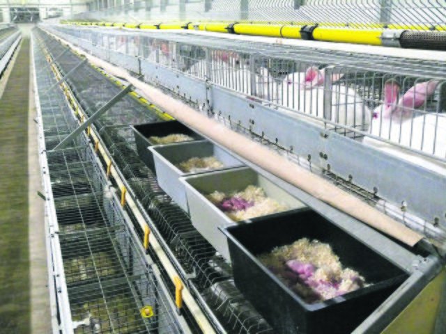 Kaninchenfleisch aus dieser Tierfabrik sollen laut "Vier Pfoten" bei Galeria Kaufhof in Hamburg verkauft werden | Foto: oh