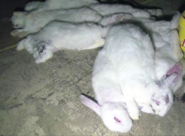 Verendete Kaninchen werden einfach entsorgt | Foto: oh