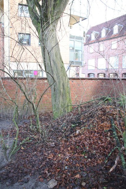 Im Park des Johannis-Klosters in Stade ließen die Stadtgärtner unter einem Baum einen Berg Blätter liegen