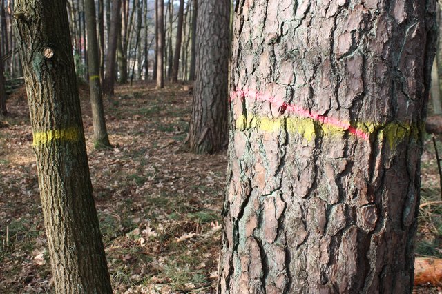 Die Bäume mit den gelben Markierungen bleiben stehen, die mit den rosafarbenen Markierungen werden noch gefällt