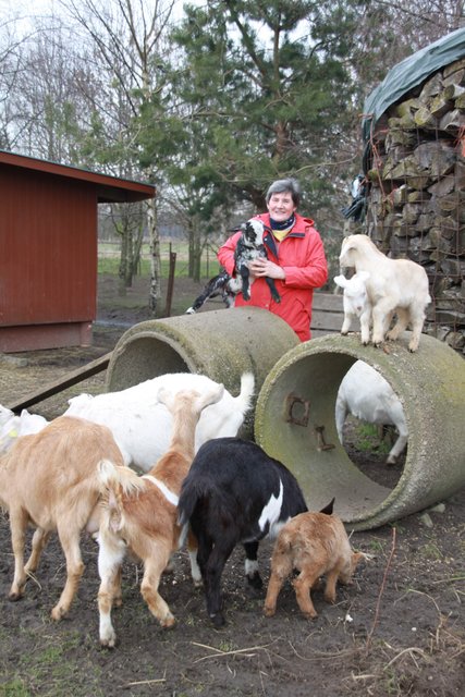 Die Ziegenpopulation auf dem Hof von Irene Koppelmann stieg innerhalb von zwei Tagen von sechs auf 15 Tiere