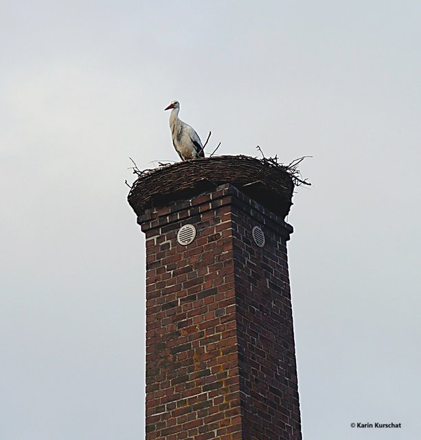 Langschnabel im hohen Horst