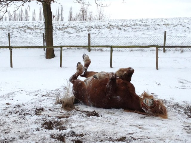 Foto: Sabine Kirks, Stelle