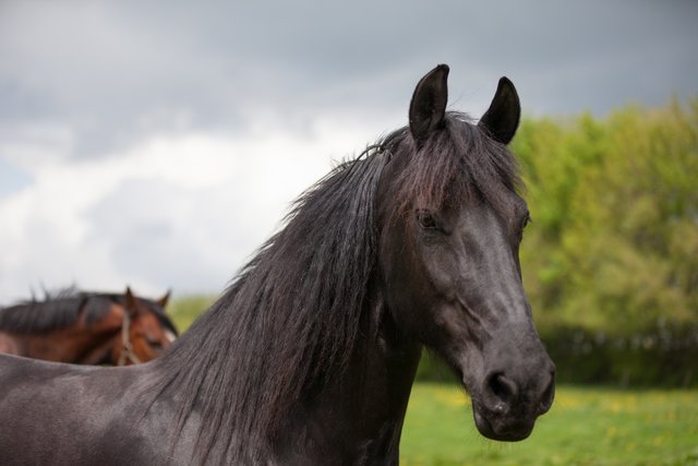 Foto: Mona Laake, Dohren